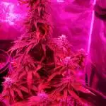 Skunk XL + Bagseed Organic Soil LED