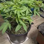 Flower Fuel (AJ's Sour Desiel x LLL)