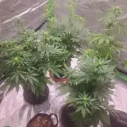 Bruce Banner Photo Canuk Fem (Not Fast)