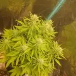 Bruce Banner Photo Canuk