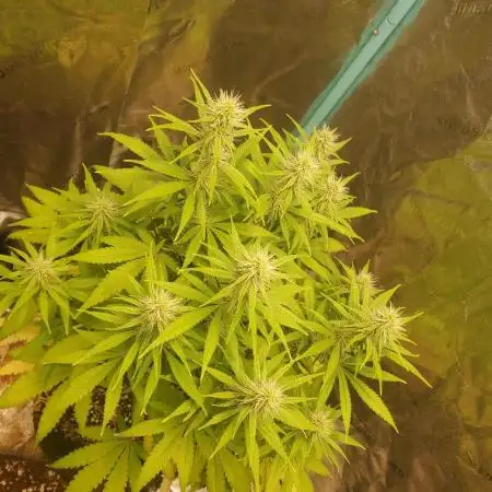 Bruce Banner Photo Canuk