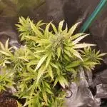 S.O.D.K Auto Mephisto