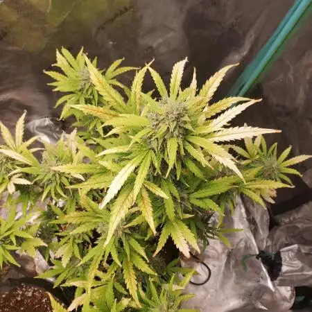 S.O.D.K Auto Mephisto