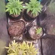 Northerd Lights Fast Feminized