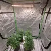 Northern Lights Fast Feminized