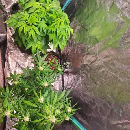 Bubba Kush Photo and Walter White Auto