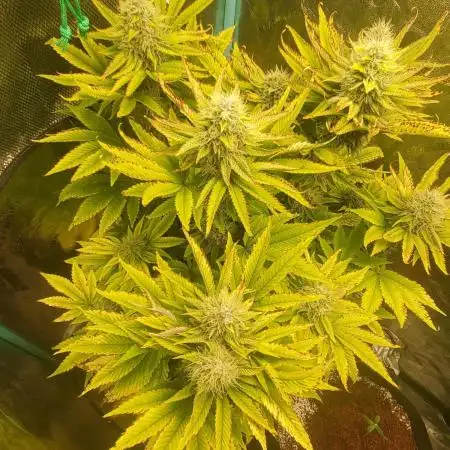 Bubba Kush Photo and Walter White Auto