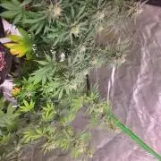 Bruce Banner Photo Canuk Fem (Not Fast)