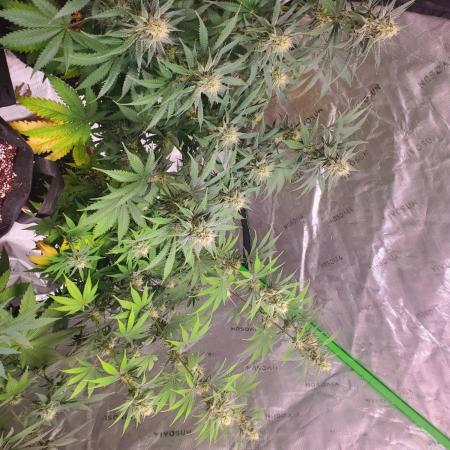 Bruce Banner Photo Canuk Fem (Not Fast)