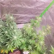 Bruce Banner Photo Canuk Fem (Not Fast)