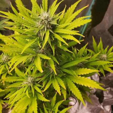 S.O.D.K Auto Mephisto