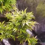 S.O.D.K Auto Mephisto