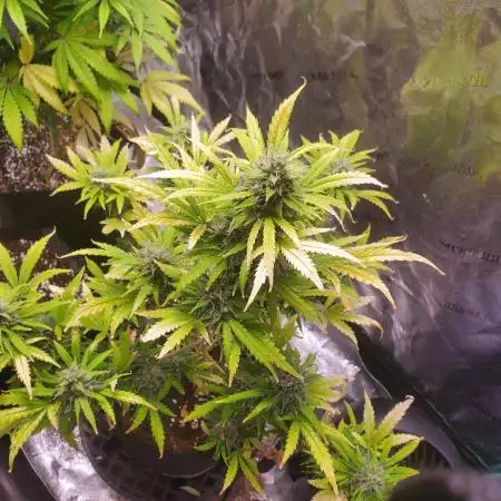 S.O.D.K Auto Mephisto