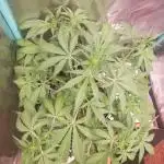 White Crystal Auto Canuk Seeds