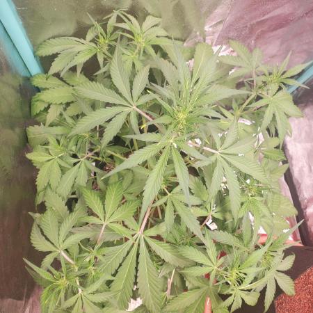 White Crystal Auto Canuk Seeds