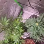 Northern Lights Fast Feminized