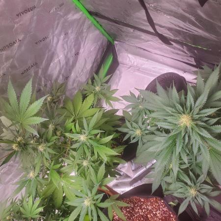 Northern Lights Fast Feminized