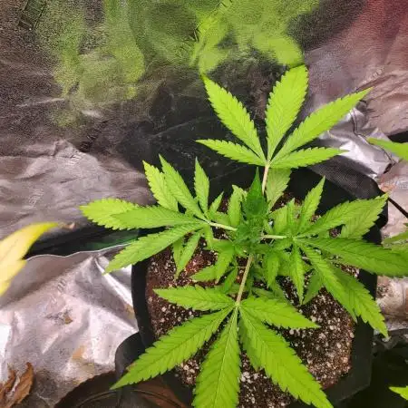 Bruce Banner Photo Canuk
