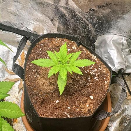 S.O.D.K Auto Mephisto