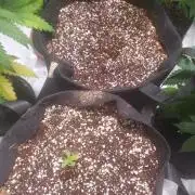 Rainbow Sundae 11 Auto (Mephisto)