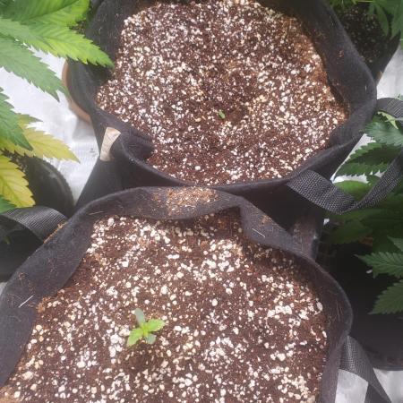 Rainbow Sundae 11 Auto (Mephisto)