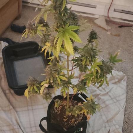 Walter White Auto