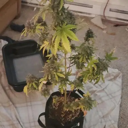 Walter White Auto