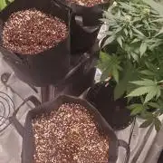 Rainbow Sundae 11 Auto (Mephisto)