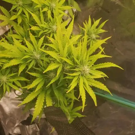 S.O.D.K Auto Mephisto