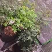 Bruce Banner Photo Canuk Fem (Not Fast)