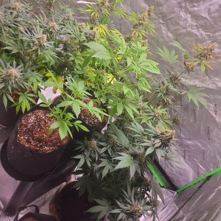 Bruce Banner Photo Canuk Fem (Not Fast)