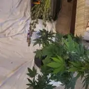 Northern Lights Fast Feminized