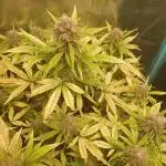 White Crystal Auto Canuk Seeds