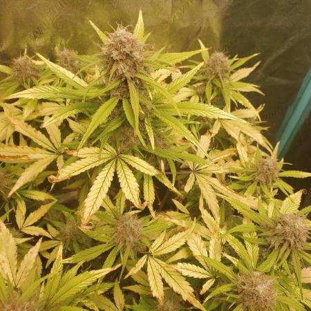 White Crystal Auto Canuk Seeds