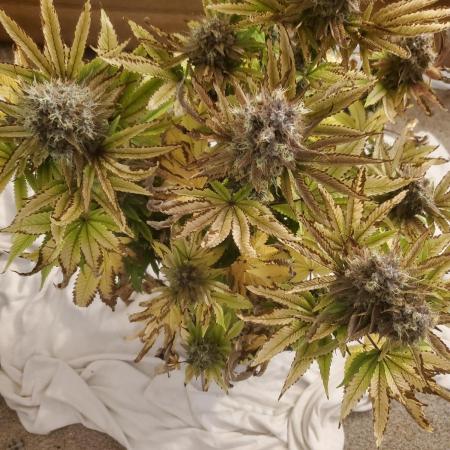 Bubba Kush Photo and Walter White Auto