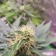 Northern Lights Fast Feminized