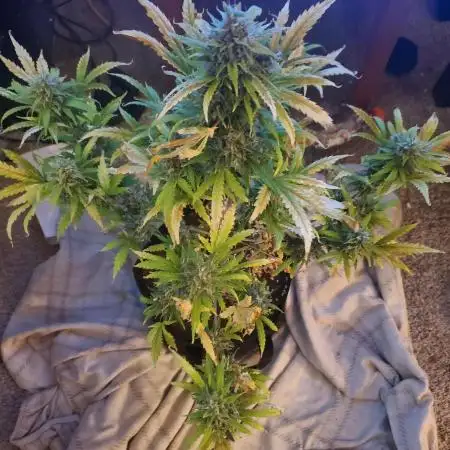 S.O.D.K Auto Mephisto