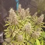 Bruce Banner Photo Canuk