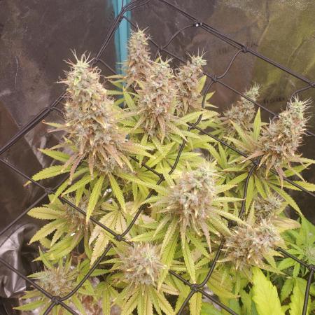 Bruce Banner Photo Canuk