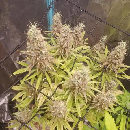 Bruce Banner Photo Canuk