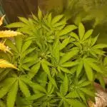Bruce Banner Photo Canuk