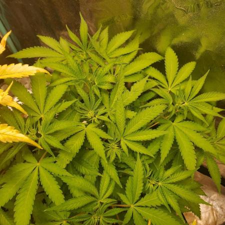 Bruce Banner Photo Canuk