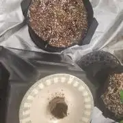 Sour Liver X Livers BX9 Auto