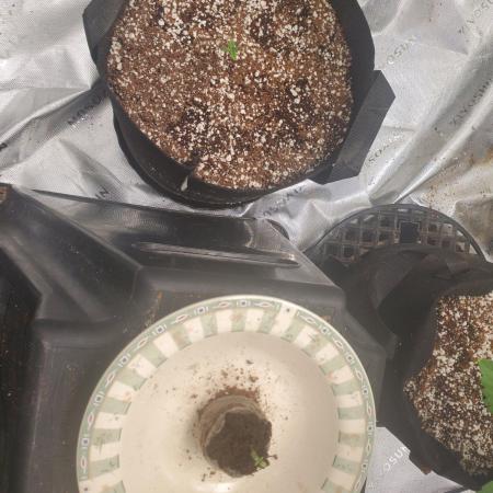 Sour Liver X Livers BX9 Auto
