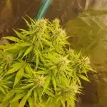 Bruce Banner Photo Canuk
