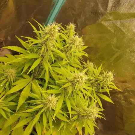 Bruce Banner Photo Canuk