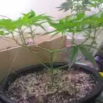 Pre Outdoor (transplant) Training Indoor