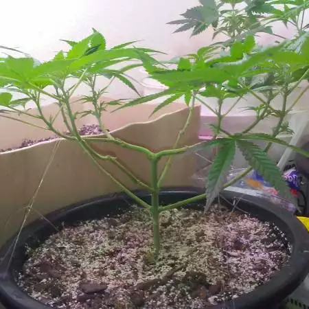Pre Outdoor (transplant) Training Indoor
