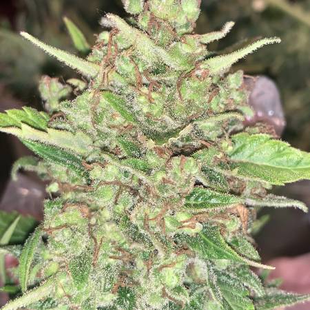 Fastbuds Zkittelz 