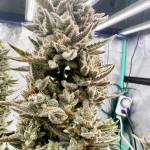 Fastbuds Strawberry Banana